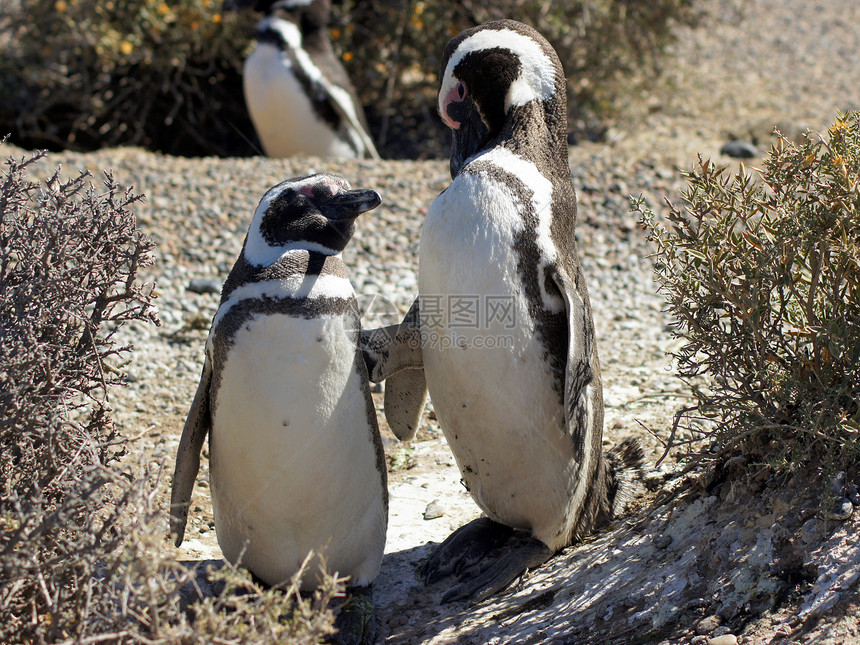 阿根廷麦哲伦企鹅象牙旅行动物殖民地旅游生活景点环境野生动物海岸图片