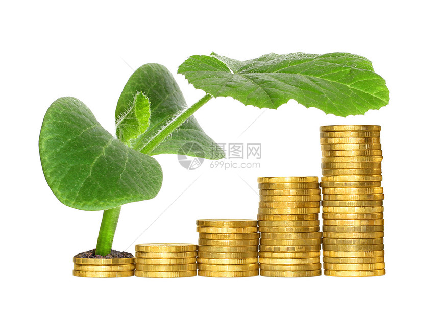 B 财政增长的象征概念财富叶子生态金子植物群白色树干树苗幼苗图片