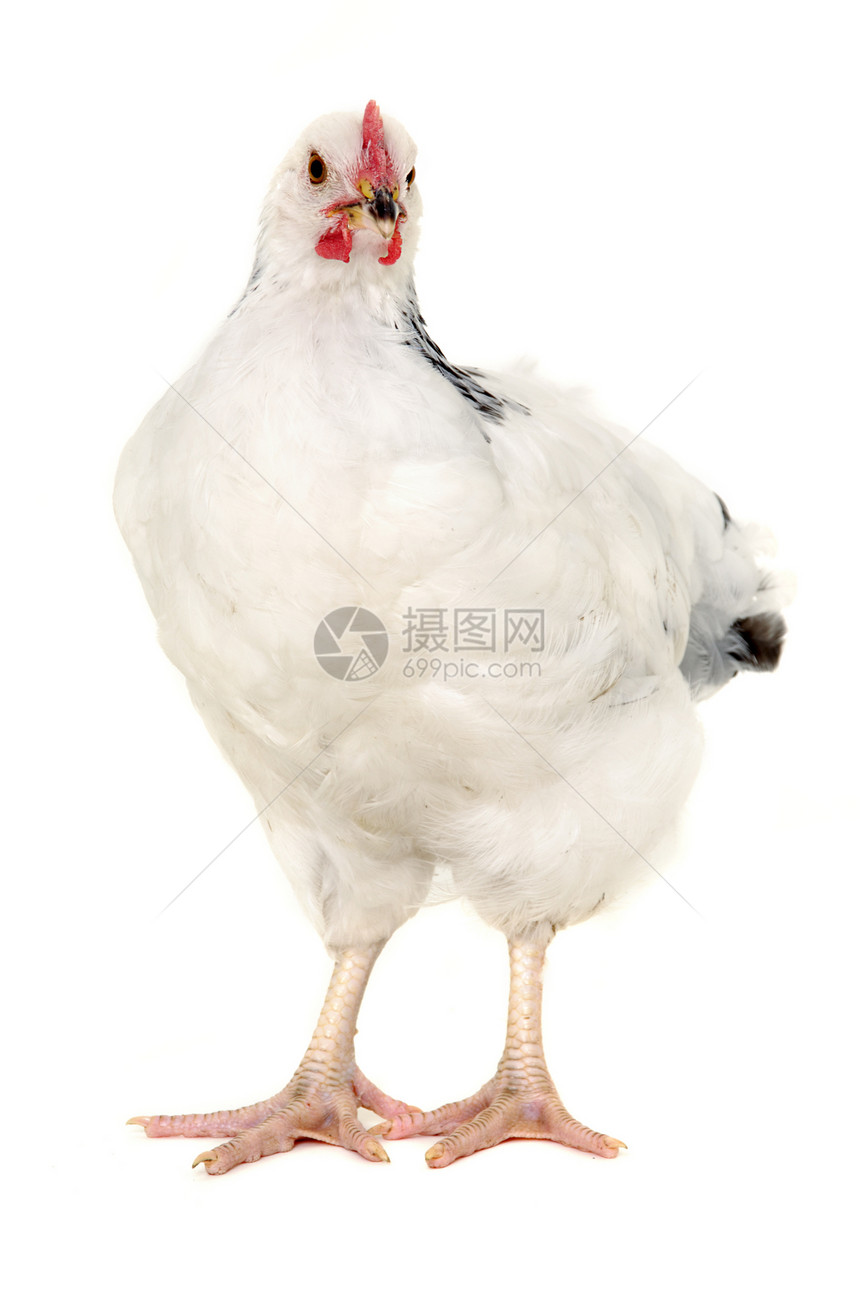 白色背景的母鸡食物工作室农场家畜小鸡生活流感公鸡生物农业图片