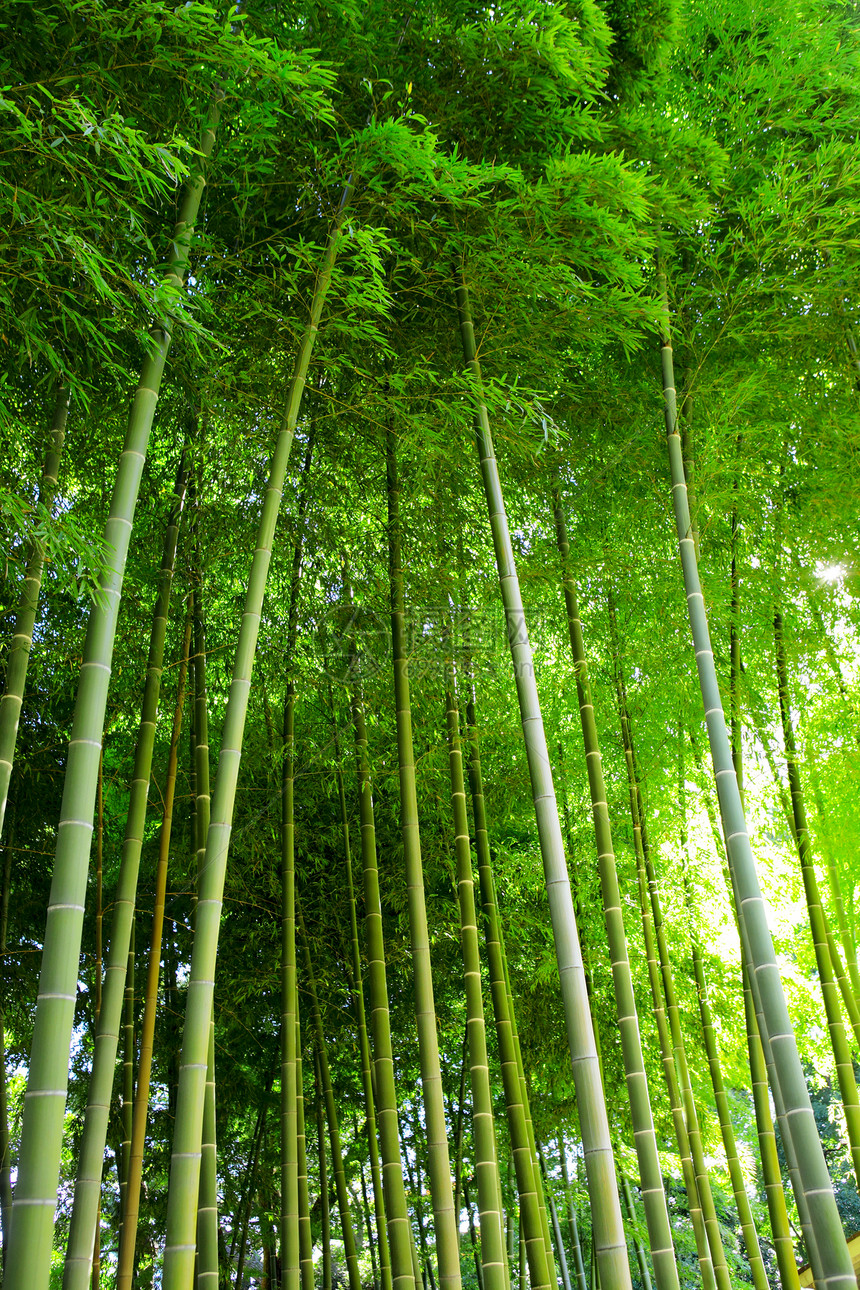 竹木林绿色公园生长植物群阳光花园森林文化植物木头图片