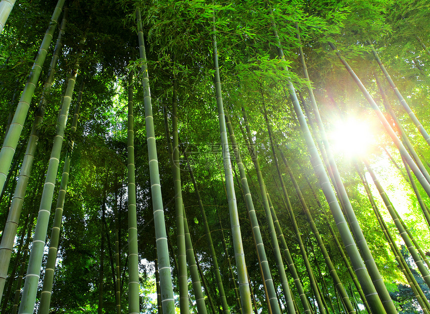 有阳光的竹林森林文化植物群花园叶子木头热带生长公园植物图片