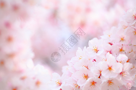 日本樱桃花季节粉色白色花园植物学花瓣植物群公园叶子背景图片