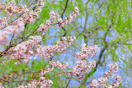 树上的樱花背景图片