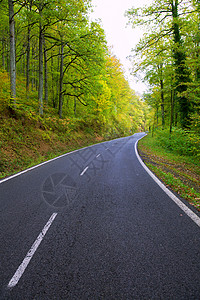 森林中的比利牛人曲线路场地树叶环境运输树木季节国家路线山毛榉车道背景图片