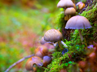 大球盖菇的一棵小树树干中的Psilocybe蘑菇植物植被环境场景山毛榉森林菌类苔藓树木国家背景