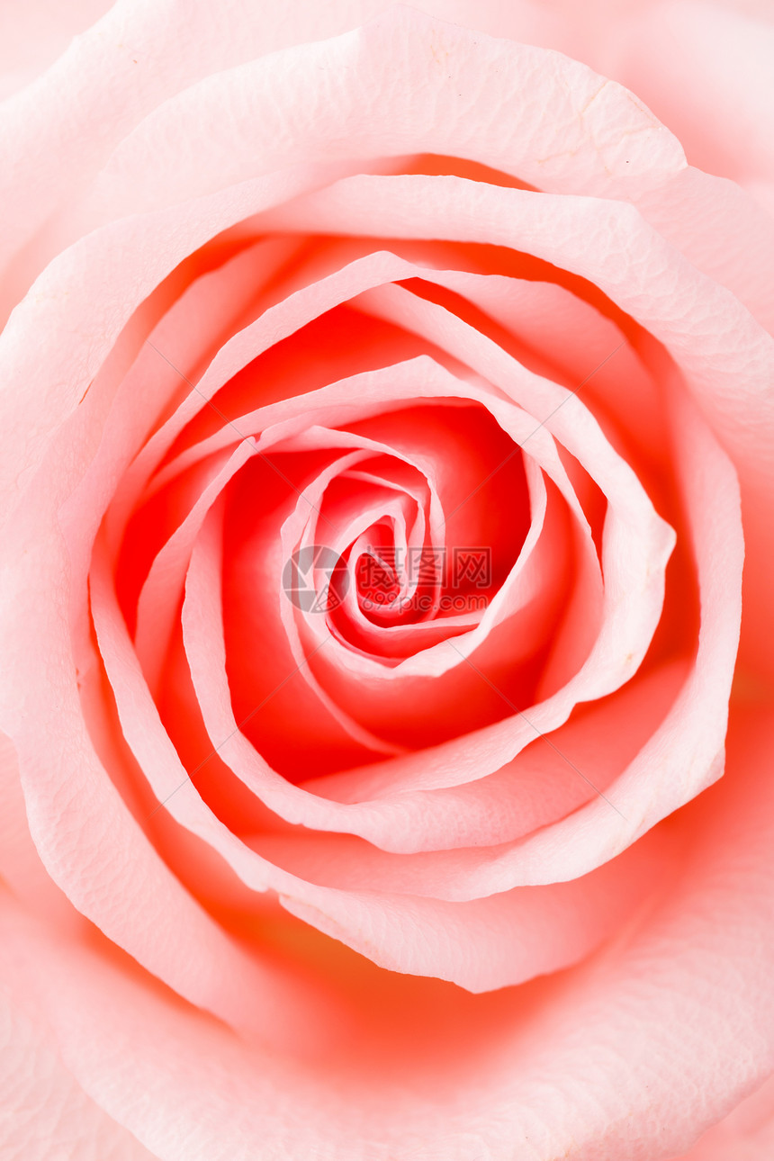 粉红玫瑰纹理中心粉色白色脆弱性美味宏观花瓣图片