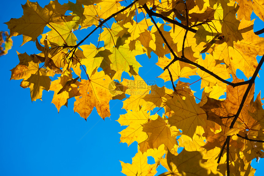 秋季叶子植物群晴天季节季节性植物太阳森林黄色棕色图片