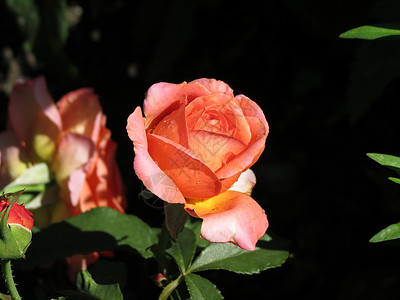 红色或粉红光玫瑰背景图片