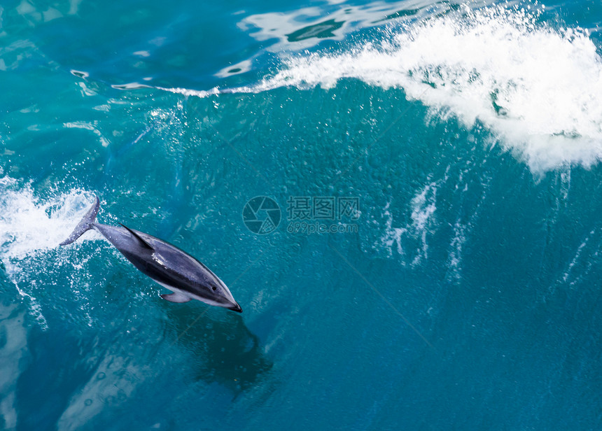 海豚从水中跳跃海洋阳光乐趣游泳哺乳动物野生动物喜悦荒野海岸线旅游图片