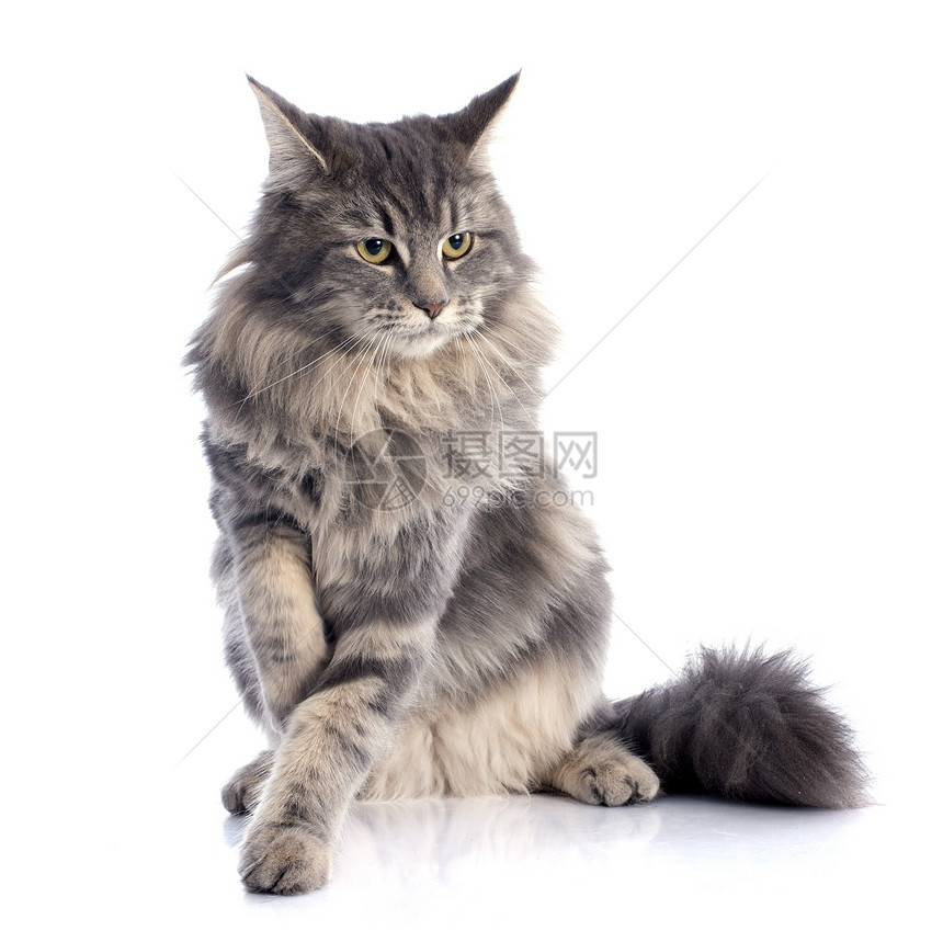 猫动物工作室女性虎斑灰色宠物图片