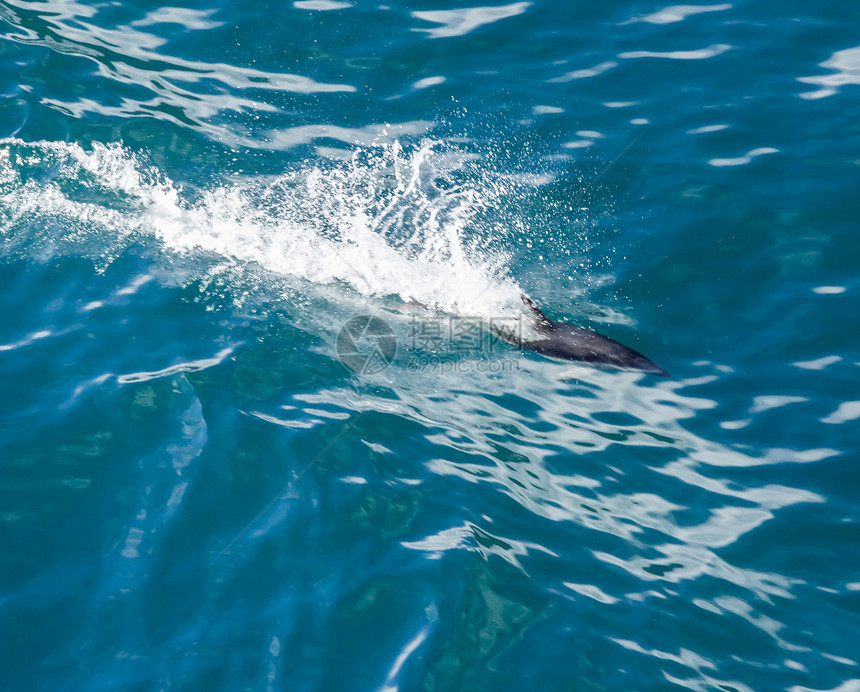 海豚从水中跳跃哺乳动物荒野野生动物蓝色游泳海洋脚蹼峡湾海岸线阳光图片