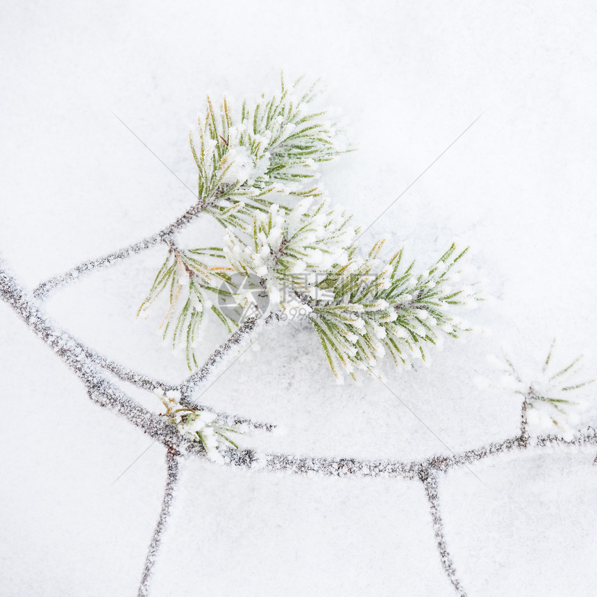 冰冻树枝和雪幕背景图片