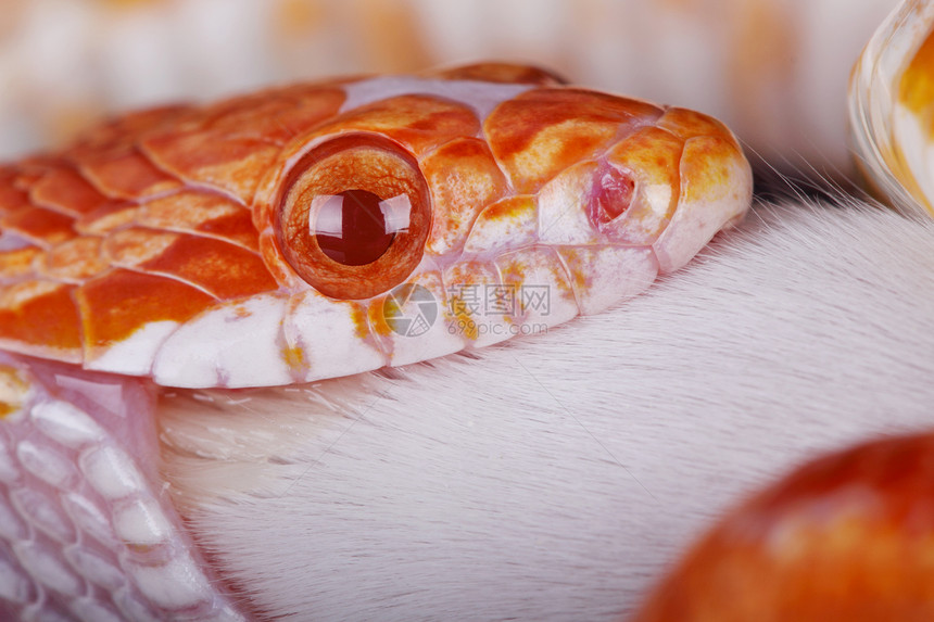 玉米蛇眼睛橙子野生动物爬虫红色动物图片