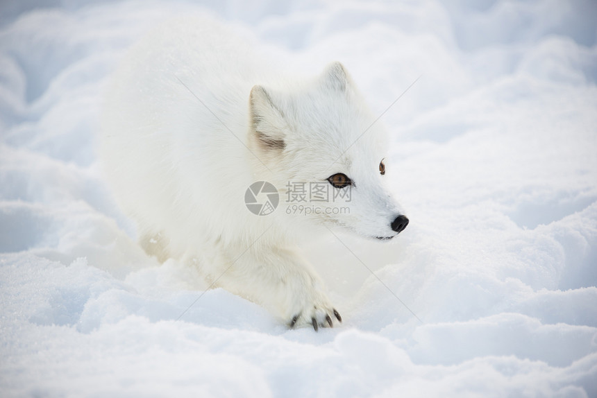 北极狐狐狸白色猎人野生动物山脉捕食者毛皮蓝色动物