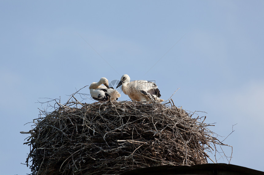 鸟巢中的白鸟脊椎动物蓝色羽毛天空家庭宠物柳条鸟类野生动物水平图片