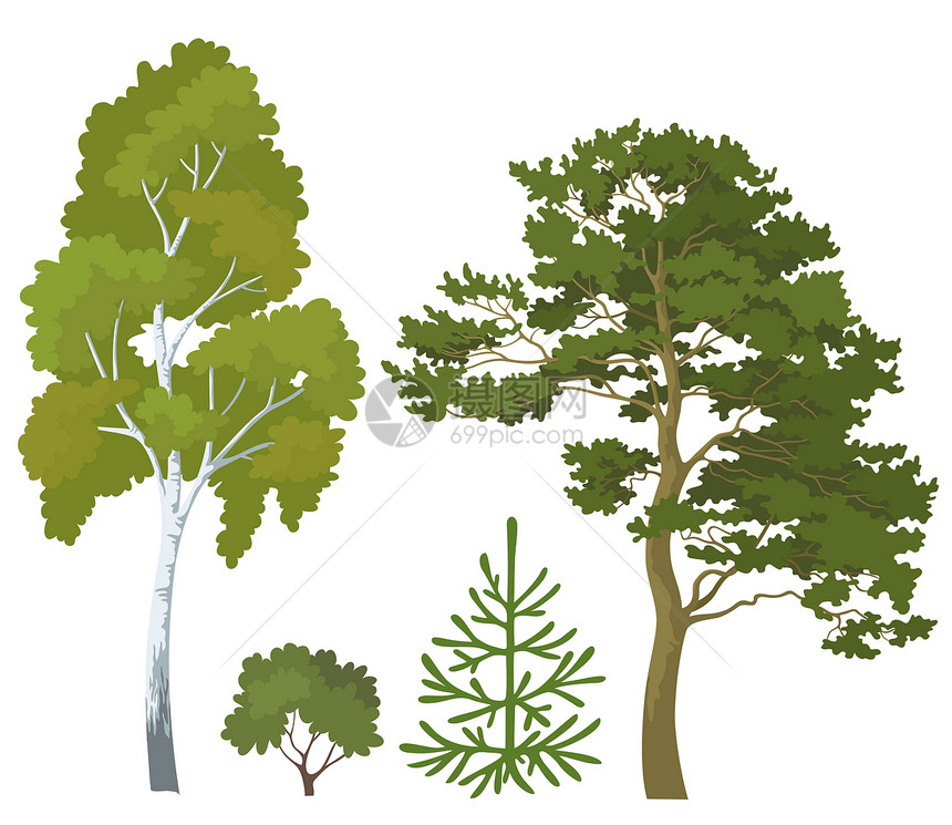 成套森林植物植物学环境生态衬套桦木叶子灌木树叶松树枞树图片