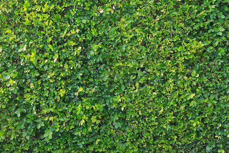 绿色长城生态草地树篱草本植物植物群宏观地面叶子花园植物背景图片