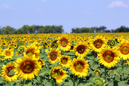 山花田 农村地貌景观夏季季节背景图片