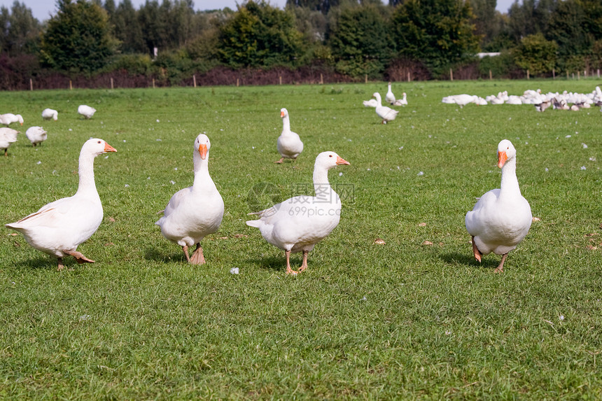 自由范围鹅绿色羽毛动物数落白色牧场鹅群农场草地家禽图片