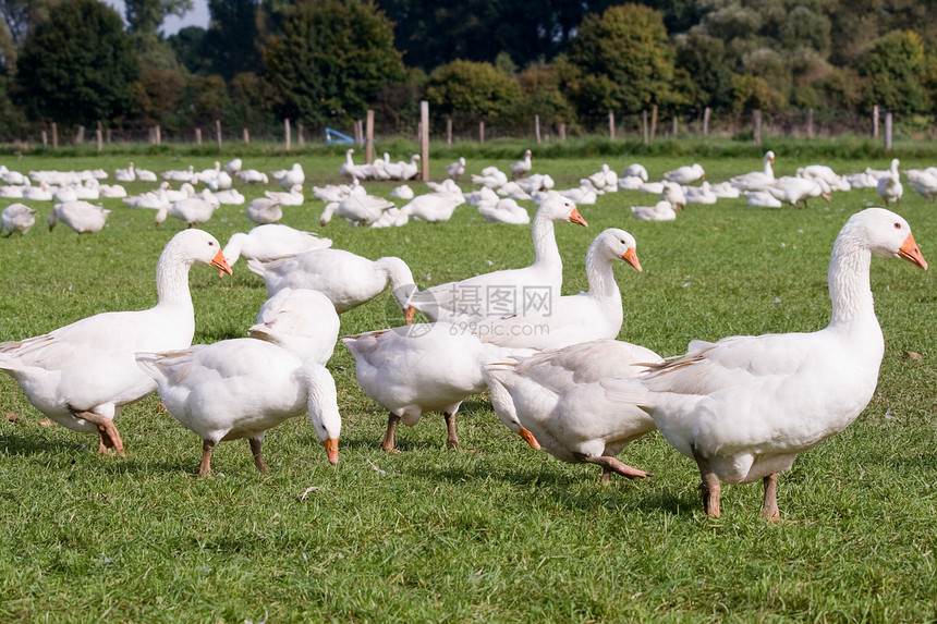 自由范围鹅人群家禽白色绿色数落院子草地动物农场配种图片