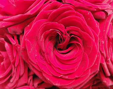 红玫瑰花花瓣园艺花园红色植物背景图片