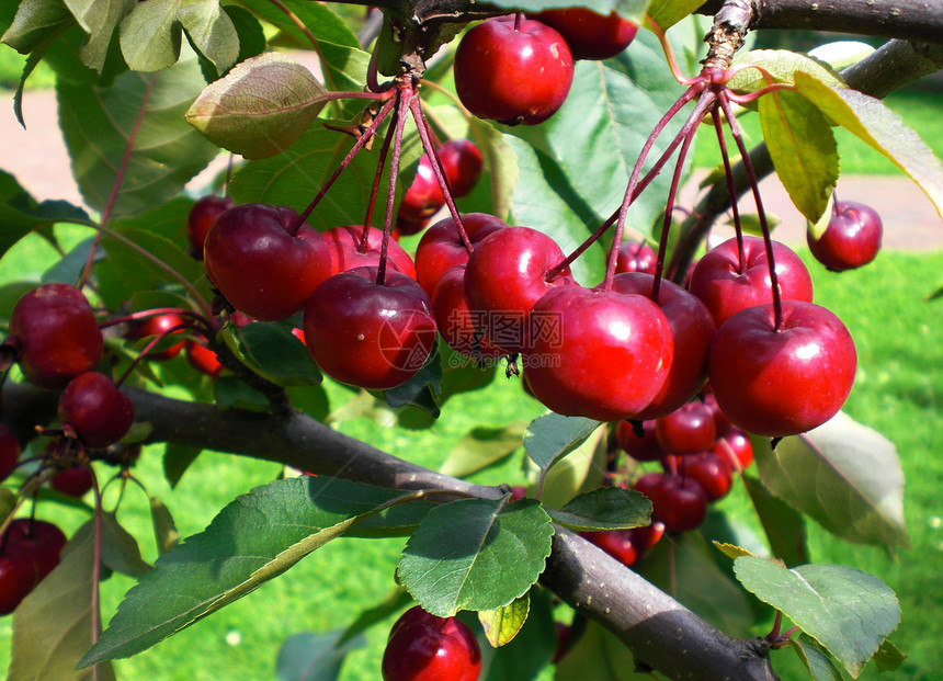 红樱桃水果在分店果园季节叶子绿色农业植物红色食物花园树叶图片