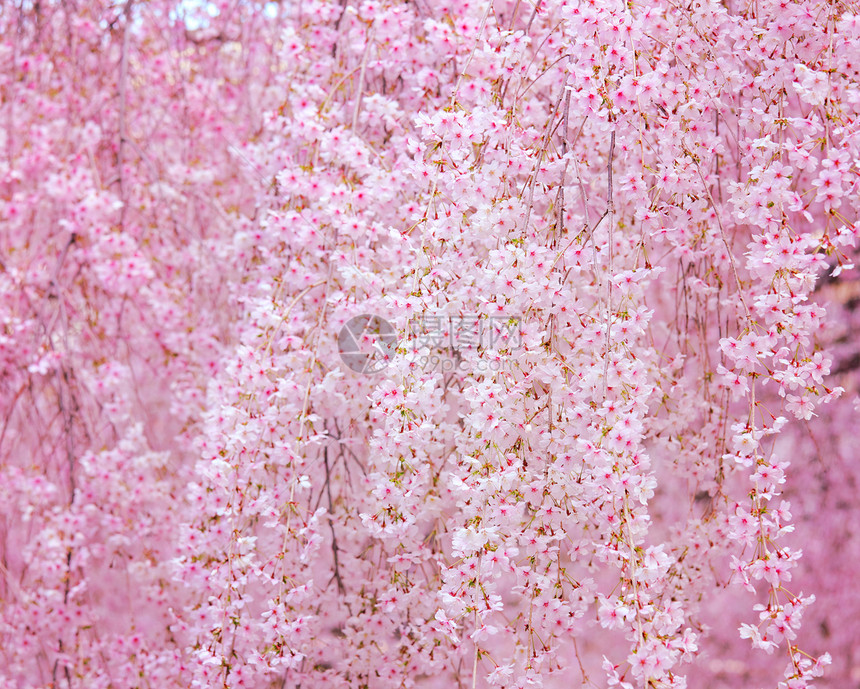 樱花白色粉色植物群花瓣花园植物季节蓝色图片
