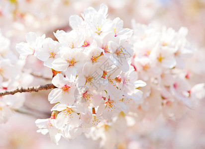 樱桃季节樱花粉色宏观白色花园背景图片
