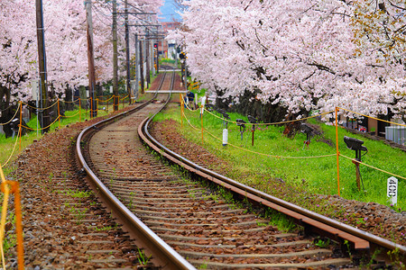 樱树和火车轨高清图片