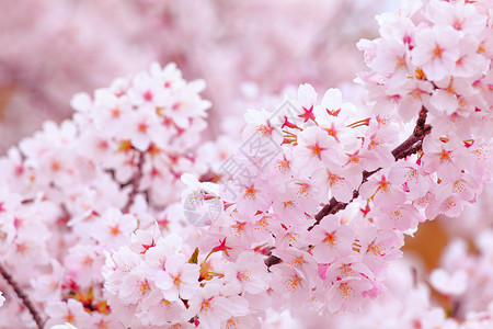 粉红色的樱花白色季节粉色蓝色花瓣园艺花朵植物天空花园背景图片