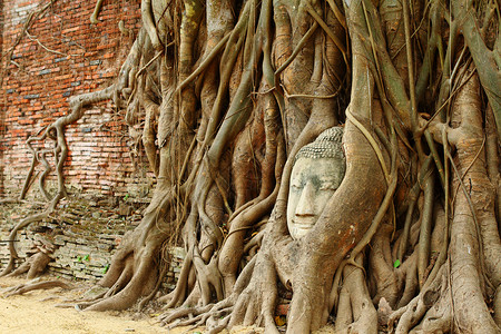 旧树上的佛头雕塑文化佛教徒宗教榕树纪念碑寺庙精神崇拜艺术背景图片