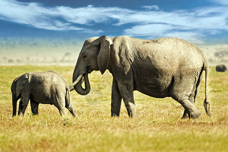 2个大象素材非洲布什大象少年荒野獠牙奶牛大草原陆地野生动物动物群女性小牛背景