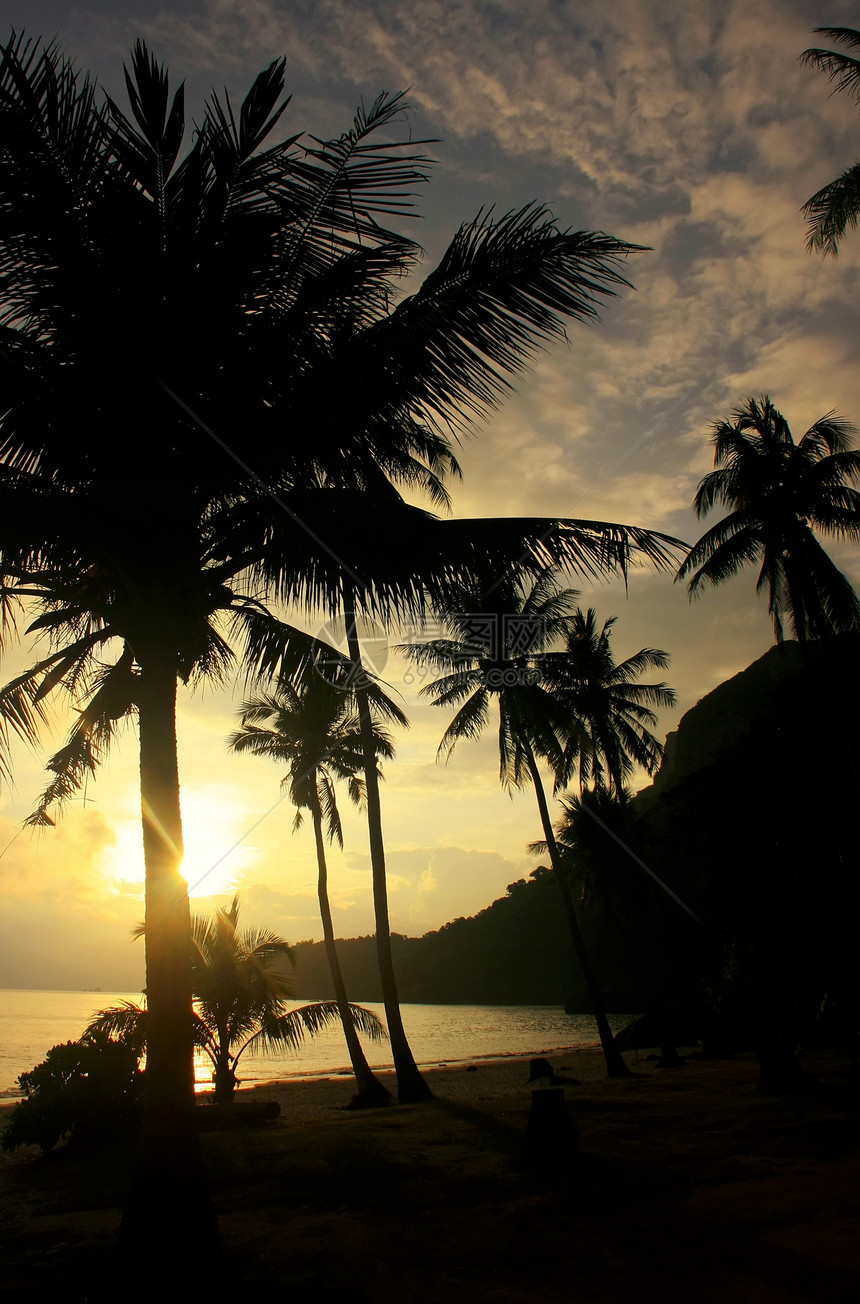 日出时有棕榈树的热带海滩 全国马安通天空海岸日落剪影海景海岸线旅行丛林棕榈公园图片