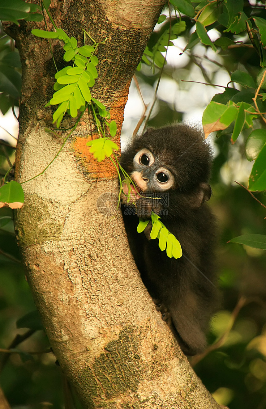 坐在一棵树旁的年轻光辉朗古人 昂钟全国马丁字裤叶猴动物海洋热带叶子荒野公园哺乳动物野生动物图片