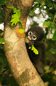 全国通办坐在一棵树旁的年轻光辉朗古人 昂钟全国马丁字裤叶猴动物海洋热带叶子荒野公园哺乳动物野生动物背景