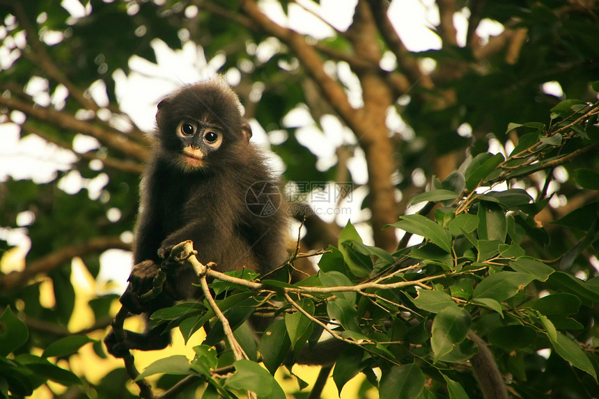 坐在一棵树旁的年轻光辉朗古人 昂钟全国马叶子丁字裤公园国家热带灵长类叶猴海洋森林动物图片
