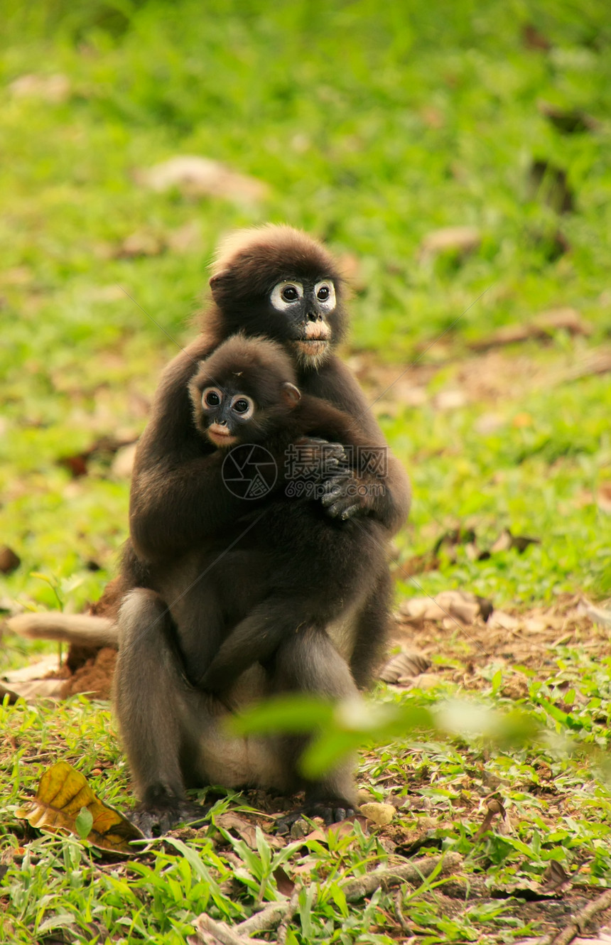 与一个婴儿一起坐着的光谱朗古尔昂钟国家海军陆战队动物海洋叶猴丛林哺乳动物荒野叶子丁字裤橙子森林图片