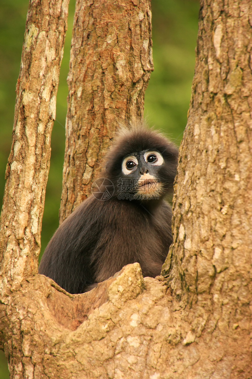 坐在一棵树旁的光辉朗古尔翁钟国家海军陆战队丁字裤荒野叶猴丛林野生动物哺乳动物森林动物国家灵长类图片