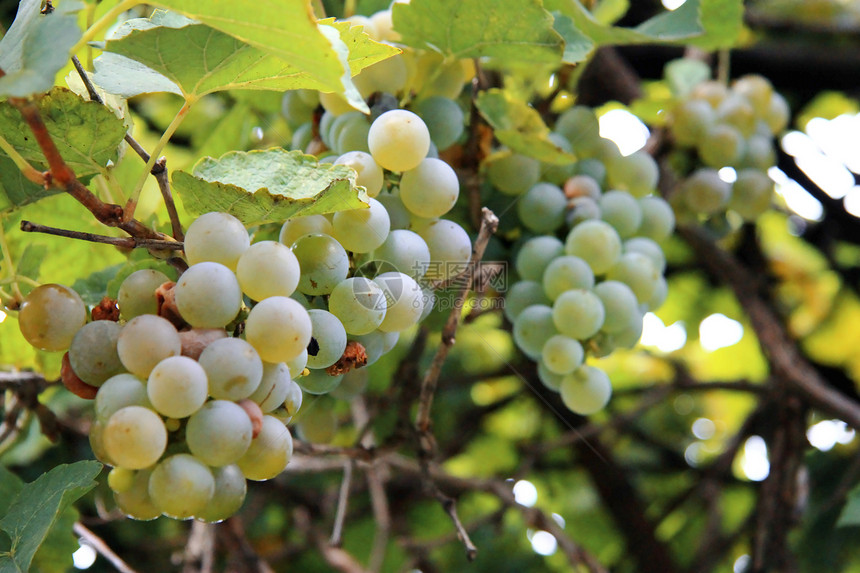 白葡萄团准备收割收成植物葡萄园村庄食物藤蔓叶子水果季节浆果图片
