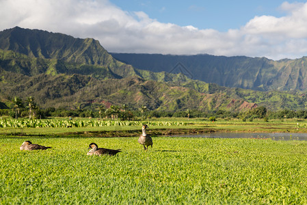 在Kauai的Hanalei山谷生长热带鸭子丘陵农业芋头植被山脉叶子树叶背景图片