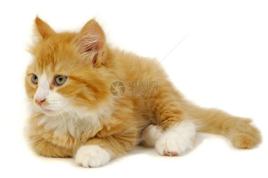 小猫咪晶须动物条纹猫咪橙子猫科宠物白色动物群乐趣图片