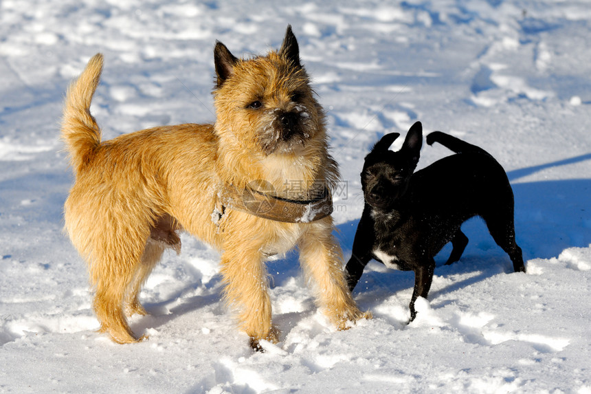 雪中两只狗伴侣小狗猎犬忠诚女性宠物友谊钳子朋友图片