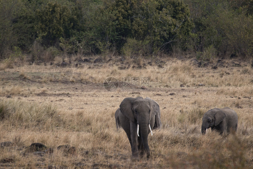 非洲布什大象(非洲洛克森田)图片