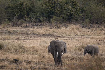 2个大象素材非洲布什大象(非洲洛克森田)背景