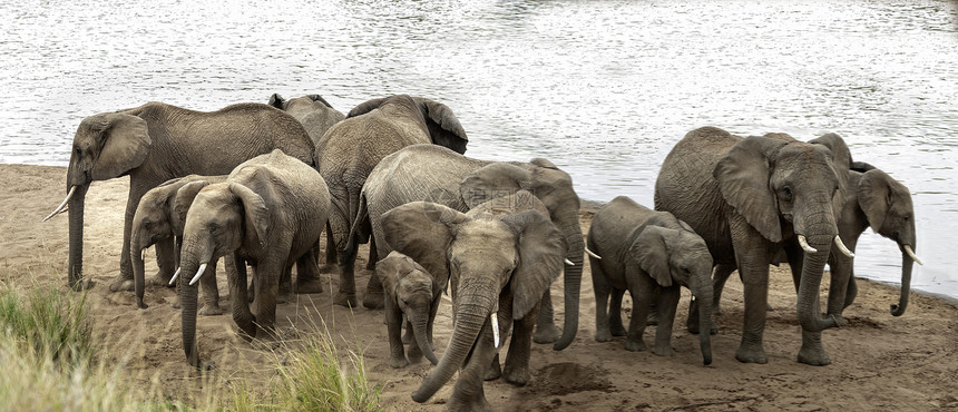 非洲布什大象的牧群 表现出防御性的行为图片
