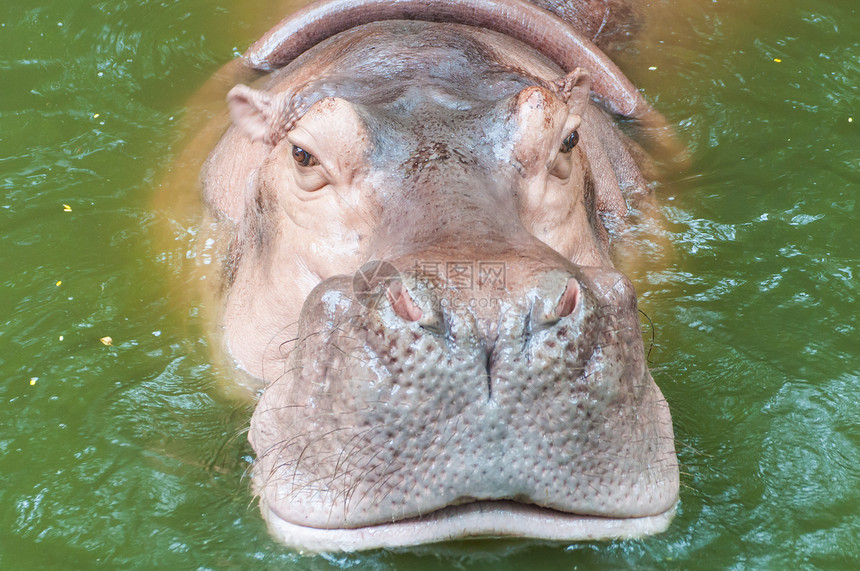 水中的河马绿色野生动物灰色鼻孔粉色头发假期身体哺乳动物黑色图片