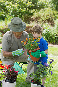 祖父和孙子从事园艺工作植物团结活动孩子花盆草地男生代沟帮助成人背景图片
