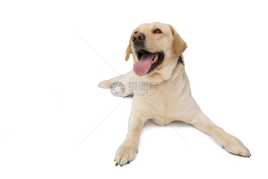 黄色拉布拉多狗 用舌头躺在外面图片