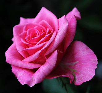 粉红玫瑰玫瑰色粉色背景图片