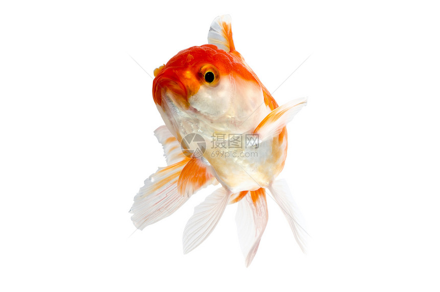 金鱼 白鱼的孤立橙子尾鳍鱼缸游泳商业摄影运动白色剪裁宠物图片